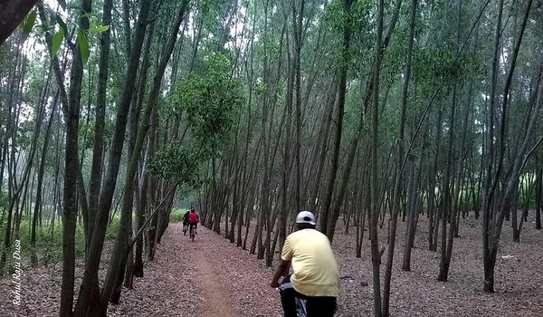 Featured Image of Turahalli Forest